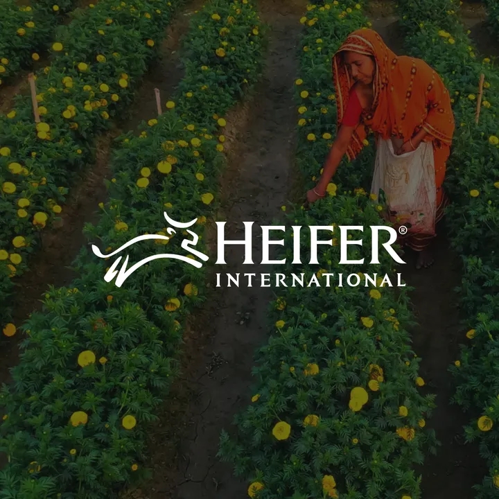 Cover - Customer story (Heifer).png