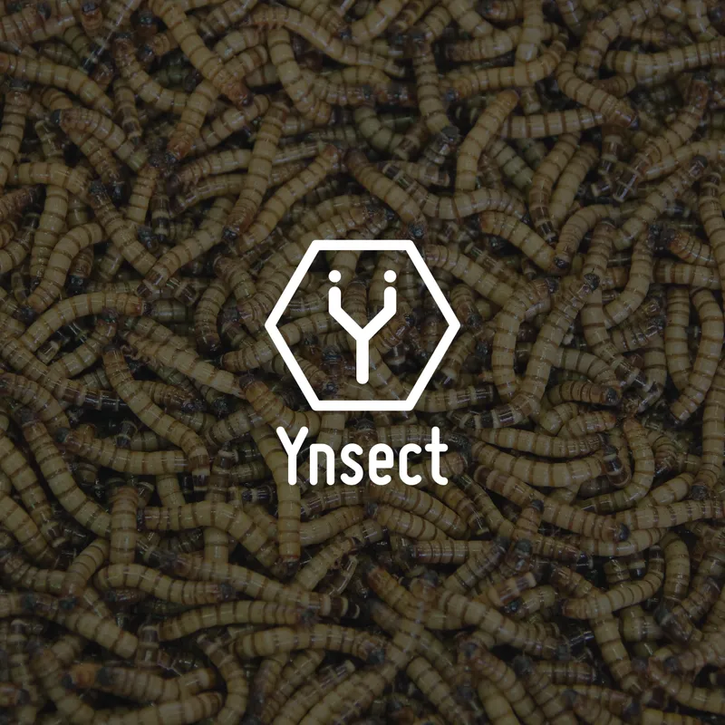 Ÿnsect's Success Story: Boosting Employer Branding & External Engagement with PlayPlay